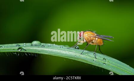 insecta, badgered, makro, käfer, natur, blatt, green, tier, pests Stock Photo
