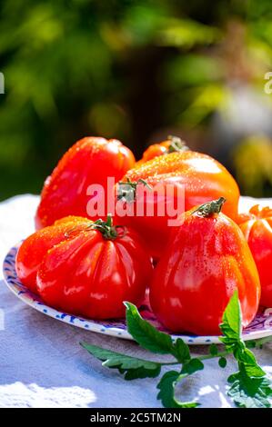 Fresh ripe red beefsteak or coeur de boeuf tomatoes in garden Stock Photo