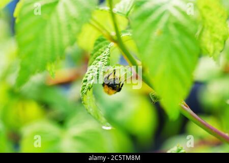 Bee on Flower of Raspberry. Stock Photo.Macro photo of bee pollinating flower of raspberry.Selective focus. Stock Photo