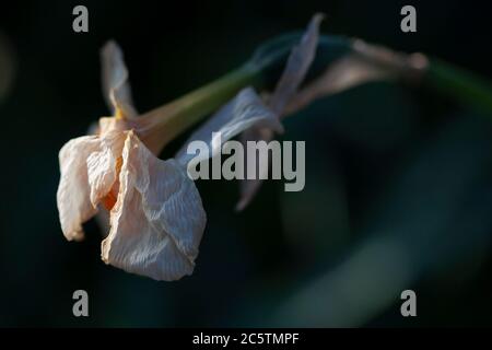 Dead daffodil flower Stock Photo