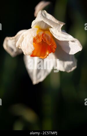 Dead daffodil flower Stock Photo