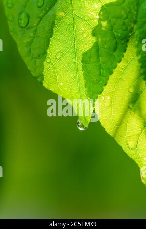 Big beautiful drops of transparent rainwater on green leaves.Green leaf with water drops for background, concept of pure nature.Natural background, fr Stock Photo