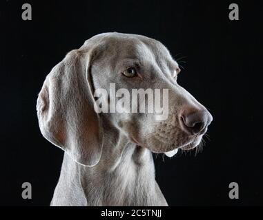 Weimaraner - Studio Dog Portraits. Stock Photo