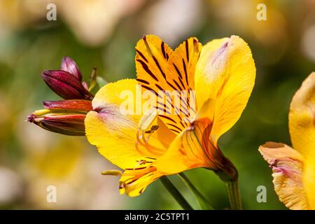 Alstroemeria 'Golden Delight' flower plant also known as Peruvian Lily Stock Photo
