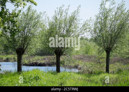 A beautiful sunny day in spring with a row of three willows and a pond Stock Photo