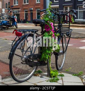 AMSTERDAM, THE NETHERLANDS, JULY 1, 2020. Bicycle parked against a pole and pink hollyhock Stock Photo
