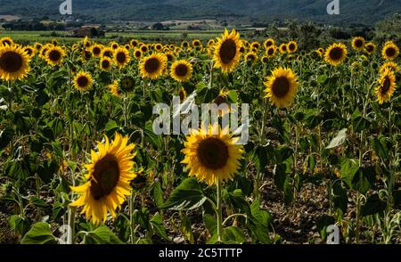 Landscape of the Tuscan countryside on a very cloudy summer day Stock Photo