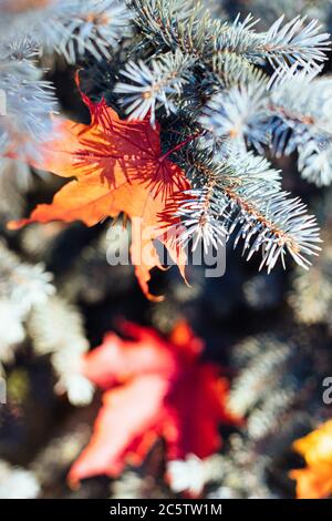 Red Maple dry leaves lying on spruce branches, selective focus. Autumn foliage Stock Photo