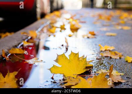 Fallen yellow and orange maple leaves in puddle on the asphalt , closeup bottom view, selective focus. Golden autumn, foliage, season concept Stock Photo