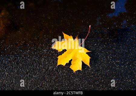 Fallen single autumn yellow maple leaf on the wet asphalt after rain, closeup top view. Golden autumn, foliage, season concept Stock Photo