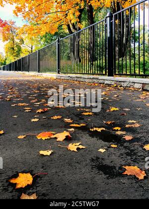 Colourful (yellow, red, burgundy, orange)  autumn leaves fallen and lying on the asphalt at sunny day, fence on background, bottom view. Sunny Golden Stock Photo