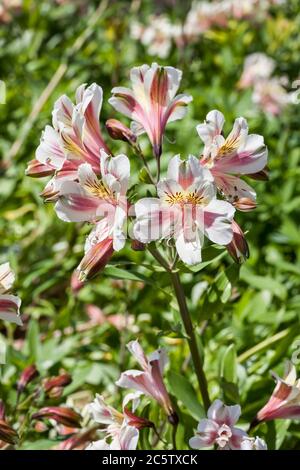 Alstroemeria 'Blushing Bride' also known as Peruvian Lily Stock Photo