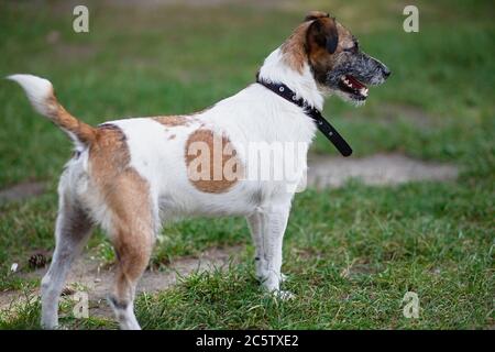 Jack Russell for walk in park, dog in  collar, an active animal is ready to run, Stock Photo