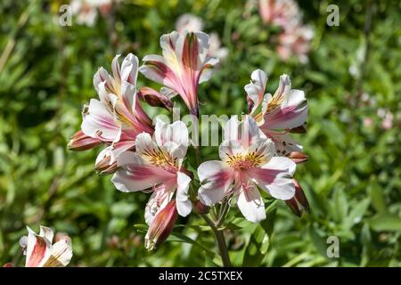 Alstroemeria 'Blushing Bride' also known as Peruvian Lily Stock Photo