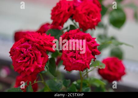 fragrant growth ,large flowers of bright pink color grow on  bush, roses bloom for a long time and will soon fade, Stock Photo