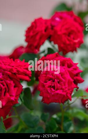 large flowers of bright pink color grow on  bush, roses bloom for a long time and will soon fade, Stock Photo