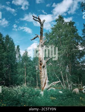 Lonnrot Pine Tree, Kalevala,  administrative center of Kalevalsky District in the Republic of Karelia, Russia. Stock Photo