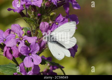 Green-veined white (Pieris napi). family Pieridae. Flowers of Annual honesty (Lunaria annua). cabbage family (Brassicaceae). Spring, Netherlands