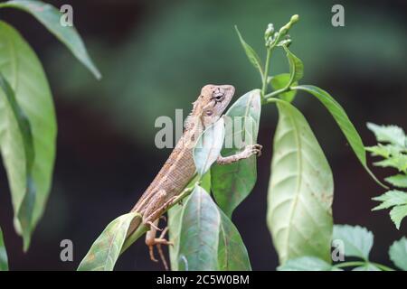 A Lizard  sitting on a plant Stock Photo