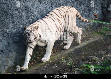 White tiger in the wild wandering Stock Photo