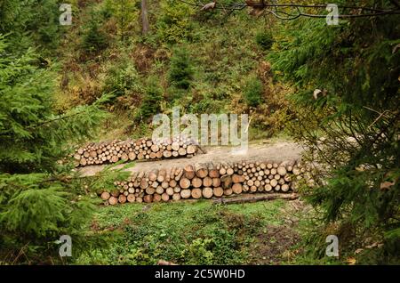 Timber arranged in rows in the forest Stock Photo