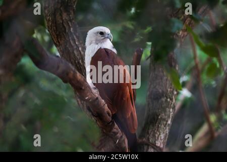 Closeup shot of Red backed sea eagle standing on a branch - Brahminy kite Stock Photo