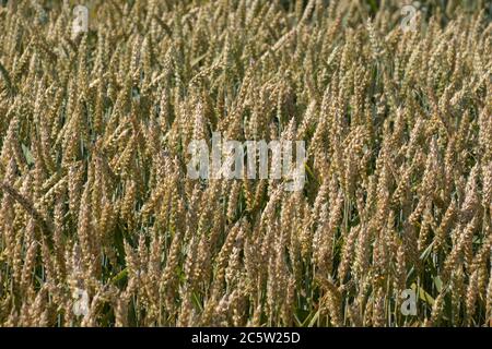 golden wheat field on a sunny day in bavaria Stock Photo