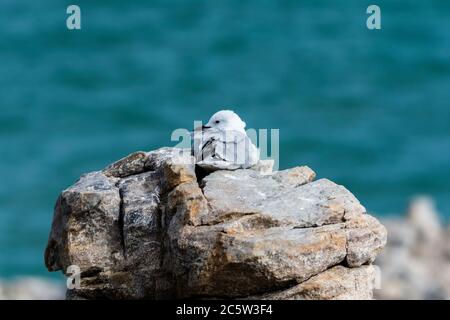 A Hartlaub's Gull resting on rocks at Hermanus in South Africa Stock Photo