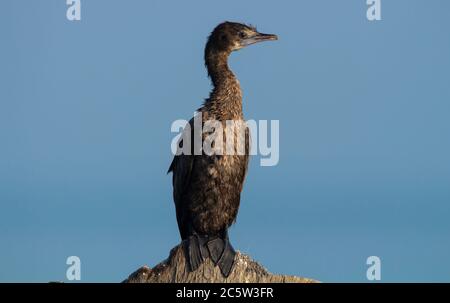 Cormorant bird sitting on a wooden stump Stock Photo