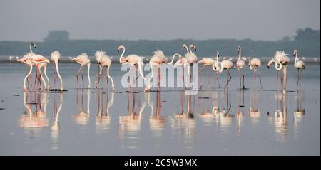 Flamingos flock standing in lake Stock Photo