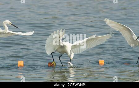 Egrets catching fish in lake Stock Photo