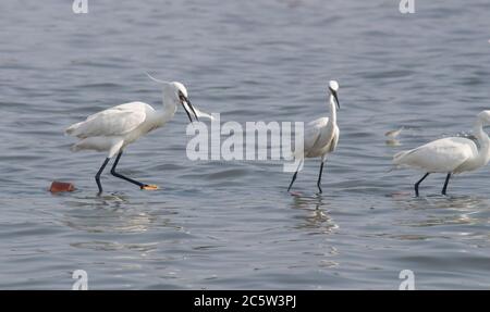Egrets catching fish in lake Stock Photo