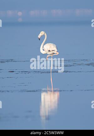Flamingo standing in a lake Stock Photo