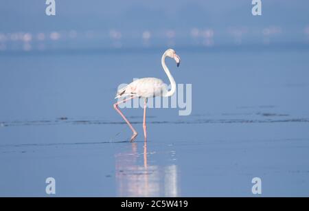 Lesser flamingo standing in lake Stock Photo