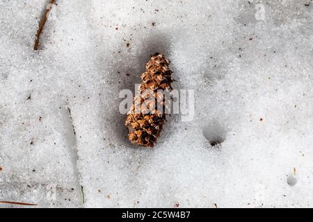 Looking down at a pine cone laying in snow Stock Photo