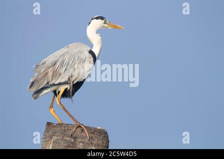 Grey heron sitting on a wooden log Stock Photo