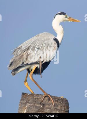 Grey heron sitting on a wooden log Stock Photo
