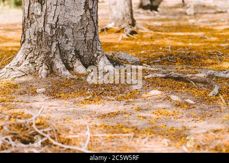 Selective focus Complex above ground root system of a tree surrounded by fallen autumn leaves. Roots from a tree grow above ground, covered in autumn Stock Photo