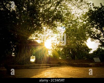 Sun flare through Branches bush tree on sky background. Trees against the sky and sun flare. Tree and branches ant eye view. Nature Background. Beauti Stock Photo