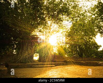 Sun flare through Branches bush tree on sky background. Trees against the sky and sun flare. Tree and branches ant eye view. Nature Background. Beauti Stock Photo