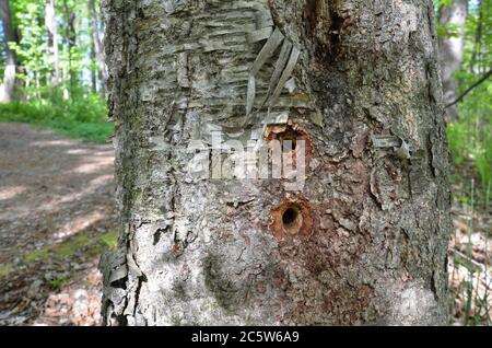 woodpecker holes in tree trunk with rough bark Stock Photo