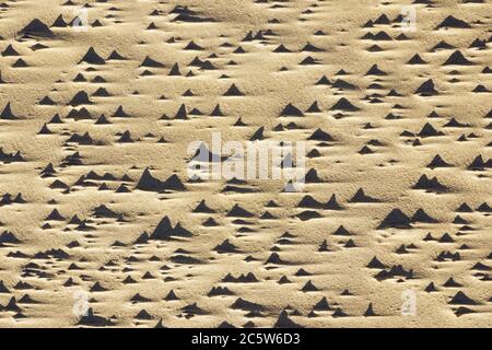wind and water created sand texture on the seashore Stock Photo