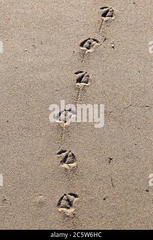 Bird footprints in the sand, at Huntingdon Beach on the Californian coast Stock Photo