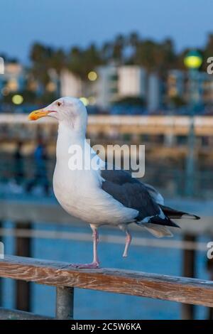A one legged seagull perched o a fence, with evening light Stock Photo
