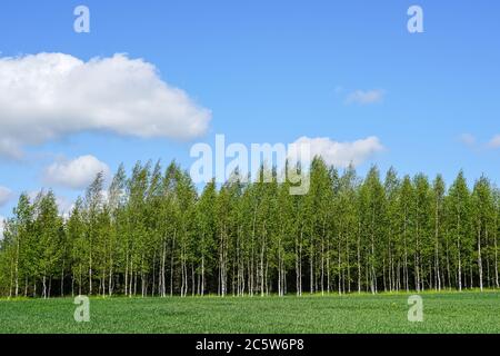landscape with a birch grove and green cereal fields in the foreground Stock Photo