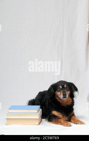 One intelligent Black Dog Reading a Book Stock Photo - Alamy