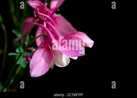 Aquilegia Spring Magic Rose and White, spring magic series, Ranunculaceae, aquilegia Stock Photo