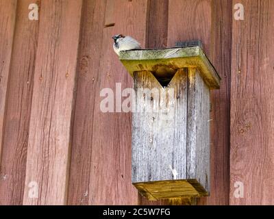 a wooden birdhouse on the wall with a sparrow on the roof Stock Photo