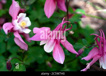 Aquilegia Spring Magic Rose and White, spring magic series, Ranunculaceae, aquilegia Stock Photo