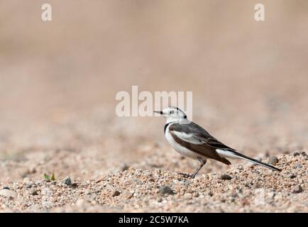 Female Amur Wagtail (Motacilla alba leucopsis) during spring migration in eastern China. Standing on an arid agricultural field. Stock Photo